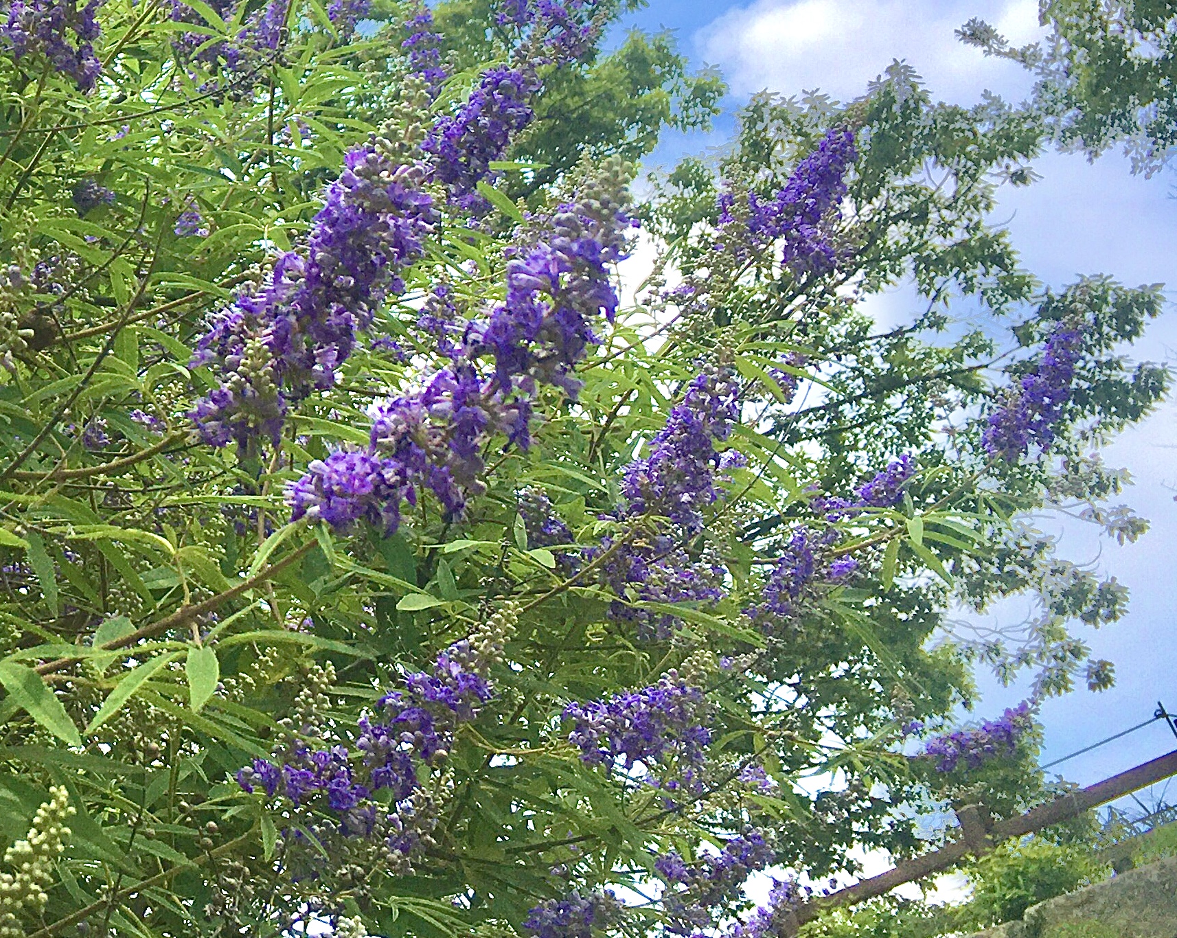 セイヨウニンジンボク 明石公園 公式