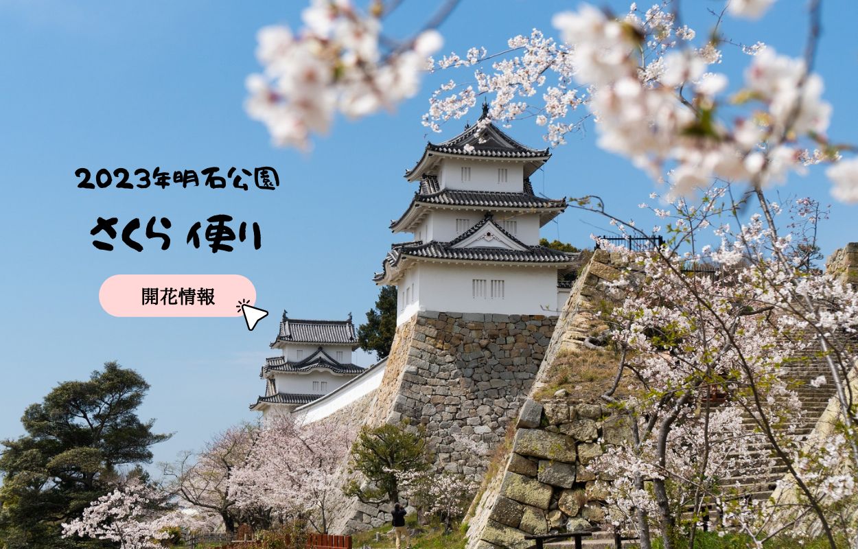 R5年さくら開花情報